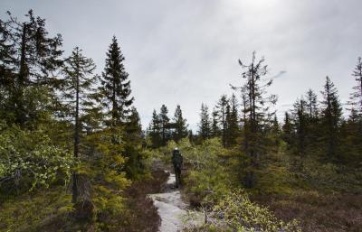 post-12278-0-87193500-1434012386_thumb.j