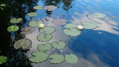 post-14478-0-72164100-1435393951_thumb.j