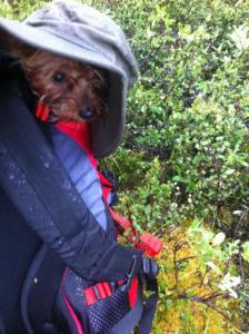 post-15787-0-76894900-1433160874_thumb.j