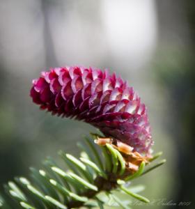 post-15860-0-52810700-1433607488_thumb.j