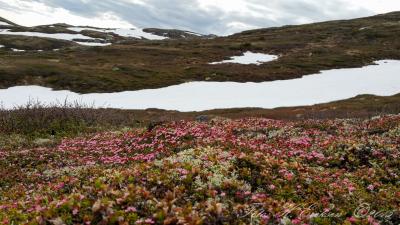 post-15860-0-56358600-1434833637_thumb.j