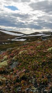 post-15860-0-57816300-1434833639_thumb.j