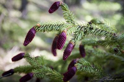 post-15860-0-79125600-1433607469_thumb.j