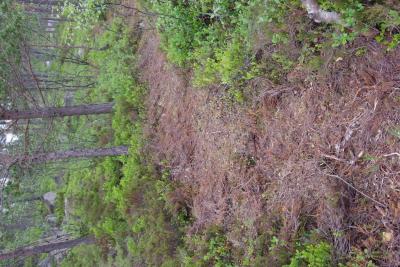 post-3118-0-03863200-1435271261_thumb.jp