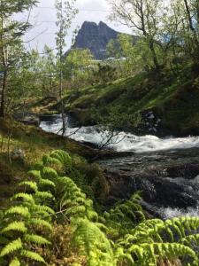 post-9562-0-41808300-1433450148_thumb.jp