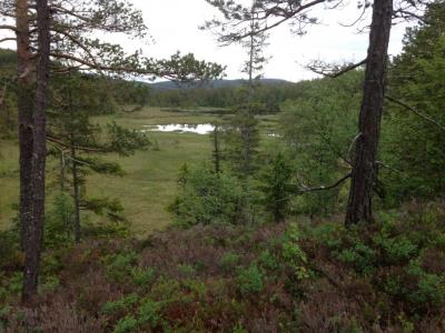 post-9845-0-55767400-1435651962_thumb.jp