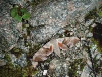 post-1073-0-17046100-1341956397_thumb.jp