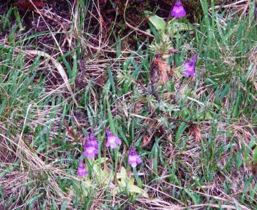 post-1073-0-21178100-1373040008_thumb.jp