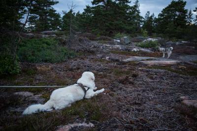 post-6532-0-25208600-1372812216_thumb.jp