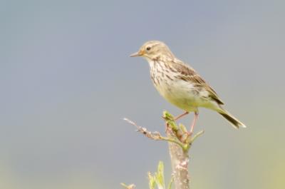 post-8581-0-04515000-1374393848_thumb.jp