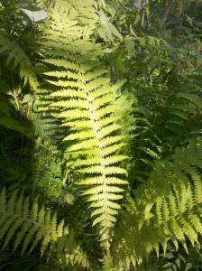 post-8581-0-07637100-1373904531_thumb.jp