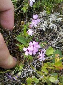 post-8581-0-16048600-1373904205_thumb.jp