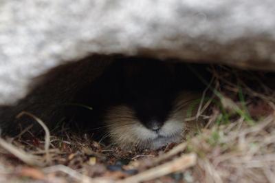 post-11420-0-08069500-1406061925_thumb.j