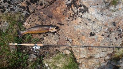 post-12592-0-82455600-1405929299_thumb.j