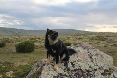 post-8184-0-12722900-1405702138_thumb.jp