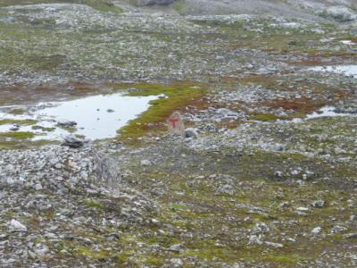 post-8499-0-96747500-1405435804_thumb.jp