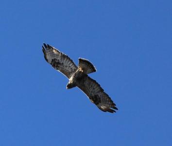 post-1108-0-84092600-1435941197_thumb.jp