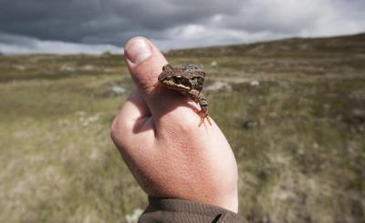 post-12278-0-46618400-1437919767_thumb.j