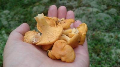 post-14478-0-12001600-1437838503_thumb.j