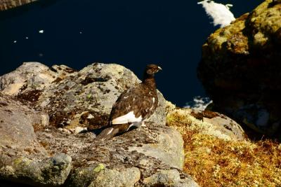 post-14504-0-33408800-1437357919_thumb.j