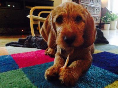 post-1530-0-58079600-1438203684_thumb.jp