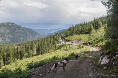 post-15860-0-81991900-1438282534_thumb.j