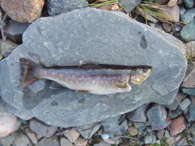 post-17903-0-24404900-1437645611_thumb.j