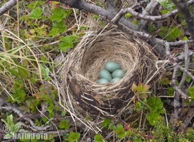 post-4220-0-71845600-1437841546_thumb.jp