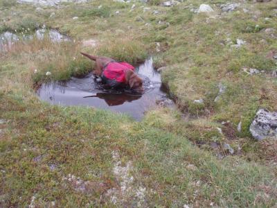 post-6671-0-49977600-1435735865_thumb.jp