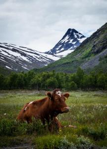 post-7957-0-22099100-1438275718_thumb.jp