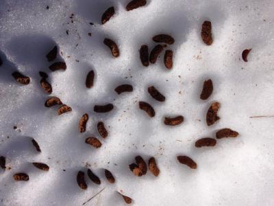 post-9845-0-04328900-1436038844_thumb.jp