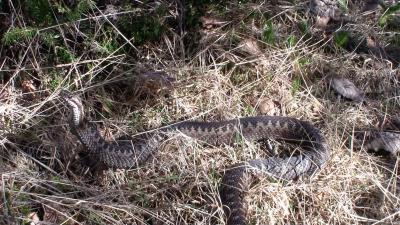 post-9907-0-71003100-1437599835_thumb.jp