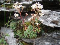 post-1073-0-35801800-1343804136_thumb.jp