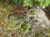 post-4220-0-11461900-1345278956_thumb.jp