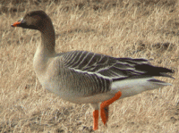 post-4220-0-43124800-1345962814_thumb.gi