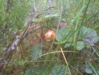 post-7957-0-44510500-1344189011_thumb.jp