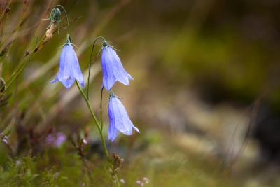 post-12278-0-07325000-1376406043_thumb.j