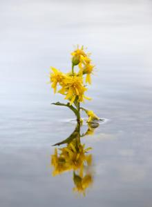 post-12278-0-18473000-1376406023_thumb.j