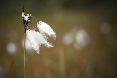 post-12278-0-23019000-1376408369_thumb.j