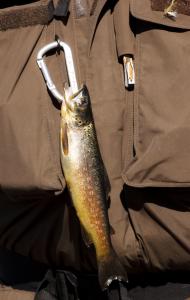 post-12278-0-63866500-1376402931_thumb.j