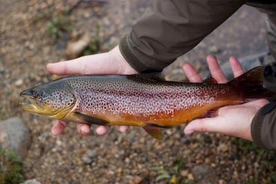 post-12278-0-79586900-1376408836_thumb.j