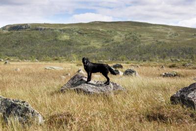 post-12278-0-87636900-1376408538_thumb.j