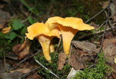 post-4220-0-53570200-1375595810_thumb.jp