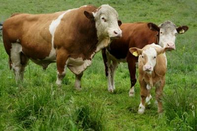 post-4220-0-62162900-1375433781_thumb.jp