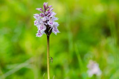 post-8581-0-35012100-1375685339_thumb.jp