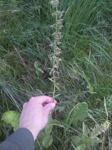 post-8581-0-73750100-1376344457_thumb.jp