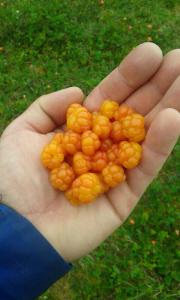 post-11119-0-30869900-1407583762_thumb.j