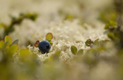 post-12278-0-59322600-1408385162_thumb.j