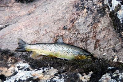 post-12580-0-48394100-1407760956_thumb.j