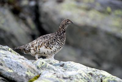 post-12580-0-95482300-1407760959_thumb.j